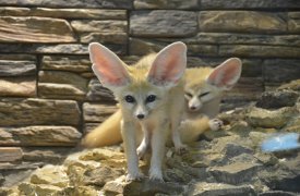 Тульский экзотариум приглашает на День рождения