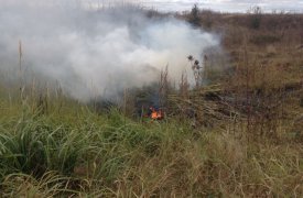 В Тульской области сожгли поле дикорастущей конопли