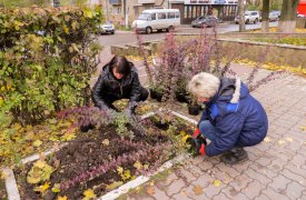 В тульском сквере у памятника Л. Н. Толстому высадили лапчатку и барбарис