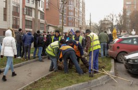 В Туле посадили 21 саженцев краснолистного клена