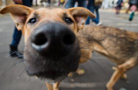 В Туле должны появиться новые приюты для бездомных собак и кошек