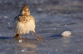 Погода в Туле 23 ноября: мороз и гололёд