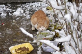 Погода в Туле 25 декабря: последний морозный день в этом году