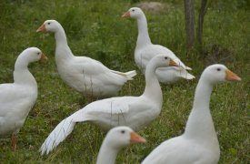 У жителя Кимовска, укравшего гуся в женских сапогах, нашли 8 кг конопли