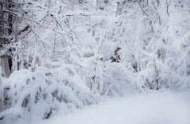 Погода в Туле 21 февраля: днём температура упадёт до -10°