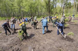 Где в Туле высадят саженцы деревьев и кустарников