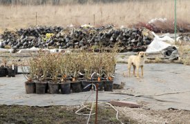 В рамках субботника в Туле высадят рябину, барбарис, клён, гортензию и сирень