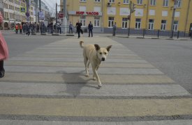 В мае будут ограничены остановка, стоянка и движение транспорта в Оружейном переулке