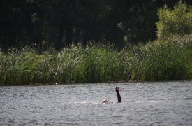 В пруду Платоновского парка выловили труп