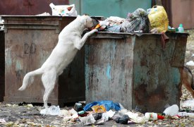 Туляк выбросил труп убитого знакомого в мусорный бак