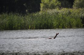 В тульской деревне Беликово в водоеме нашли труп мужчины