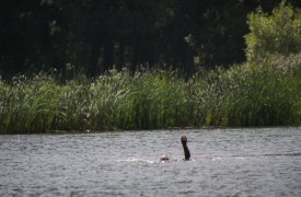 В минувшие выходные из тульских водоёмов выловили трёх утопленников