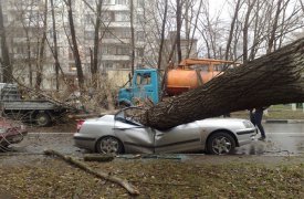 Куда тулякам обращаться, если на машину упало дерево?