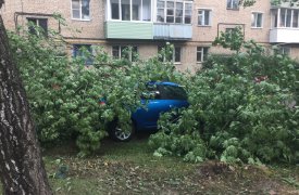 В Туле на ул. Руднева огромное дерево упало на машины