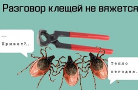 Клещи в Тульской области больше не активны