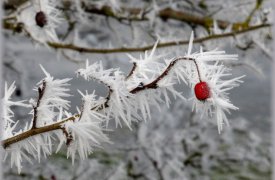 В ночь на 26 октября в Туле похолодает до 0°