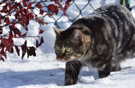 Погода в Туле 27 ноября: -6°, небольшой снег