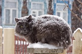 Погода в Туле 17 декабря: морозный понедельник