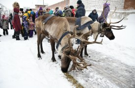 В новогодние праздники туляков и гостей города вновь покатают на северных оленях