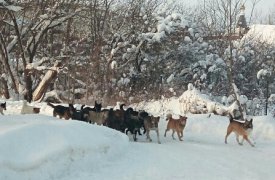В Скуратово стая бродячих собак «кошмарит» местных жителей