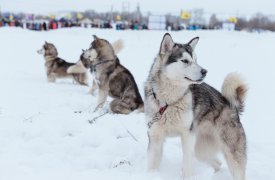 Музей-заповедник «Куликово поле» приглашает посмотреть гонки на собачьих упряжках