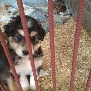 В Туле продолжается отлов безнадзорных собак