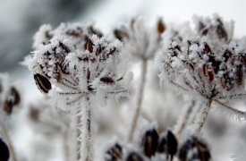 В ночь на 21 марта в Туле ожидаются заморозки