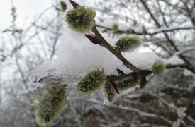 Погода в Туле 21 марта: возможен небольшой снег