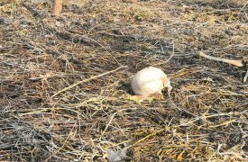 Возле одной из тульских школ нашли скелет человека