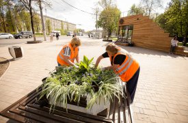 В Студенческом сквере посадили канны, хлорофитум, бегонии и тагетесы