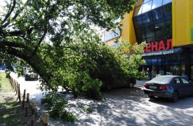 В Туле фура повалила дерево на припаркованные машины