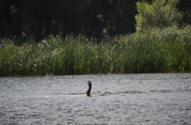 В пруду центрального парка утонул подросток