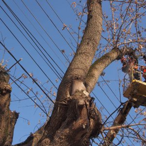 В Туле более 700 деревьев признали аварийными