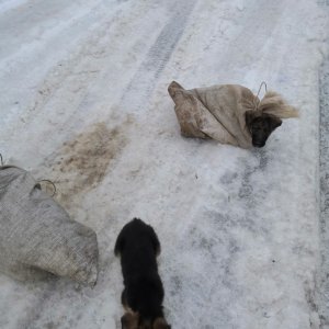В Тульской области живодеры завязали щенка в мешке и оставили на улице
