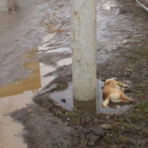 В Пролетарском районе Тулы начали травить собак: догхантеры снова вышли на охоту