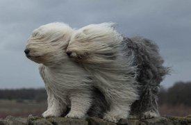 Метеопредупреждение: 1 апреля в Тулу неожиданно ворвется сильный ветер