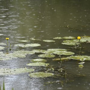 Погода в Туле на 17 августа: +24 и дождь