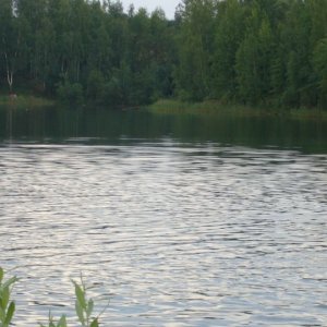 В массовой гибели рыбы в Богородицком районе виновен местный водоканал