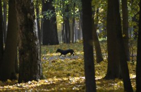 Бабье лето продолжается: 5 октября в Туле малооблачно и +20