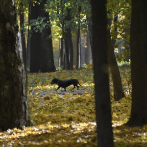 Бабье лето продолжается: 5 октября в Туле малооблачно и +20