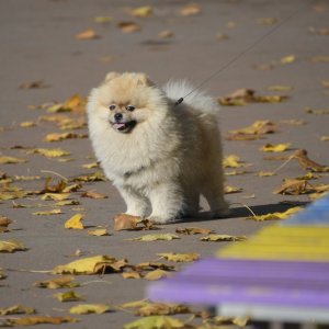 7 октября в Туле +20 с переменной облачностью