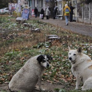 Тулячку ждут 3,5 года колонии за съемки порно с женщинами и собаками