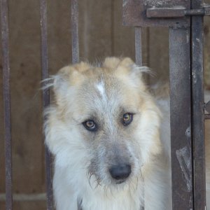 В многоквартирном доме тульского Заречья выявлен очаг бешенства