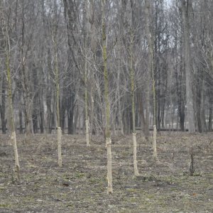 При проведении геологических работ организация устроила свалку на лесном участке в Заокском районе