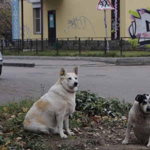 В тульском селе Маслово отменили карантин по бешенству