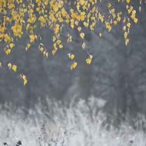 Погода в Туле 4 ноября: облачно с прояснениями, туман и + 10 градусов