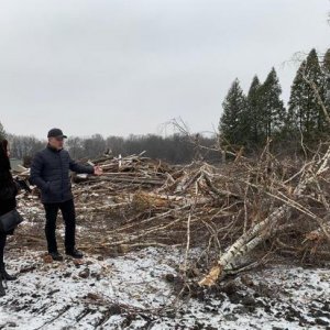 Вырубка леса под Новомосковском в Тульской области оказалась законной