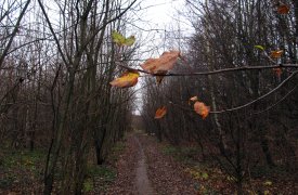 1 декабря: климатическая зима в Тульской области вновь разминулась с календарной