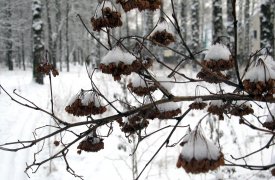 Пасмурно и не по-зимнему тепло: прогноз погоды в Туле на 24 января