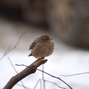 5 февраля в Тульской области значительно похолодает